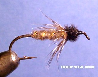 Anderson's Peeking Caddis