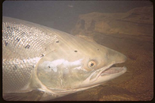 A shot of a 40 inch Atlantic Salmon in the water as it is about to be released by Charlie Dickson. He caught this beauty on the Dartmouth river in Qu&eacute;bec in the spring of 2001. Charlie is shown holding it in the May Picture of the Month