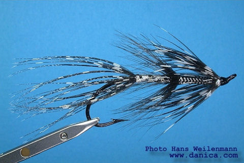 The Night & Day Shrimp, A Petru Dima Fly