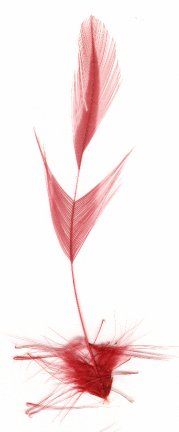 Selecting The Hackle