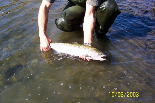 Albuquerque, New Mexico fly fisherman Don Sanchez is into a Steelhead during his trip to the Grande Rhonde in Washington.