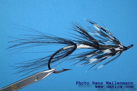 The White & Black Shrimp