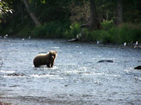 Two Kodiak browns forage for salmon at the mouth of a river.