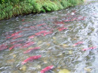 Sockeye salmon flood a stream. A good example of what will draw bears!