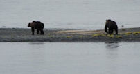 Two large bears had beat me to a tidal pool.