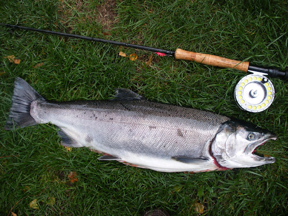 Silver taken on a Dark Pink Spanker - this one getting ready for the dinner table.