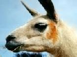 Llama