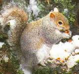 Squirrel