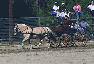 Single Horse Pleasure Driving
