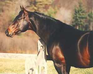 The Real Musical Lark