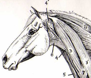 Equine Anatomy - Neck and Shoulder