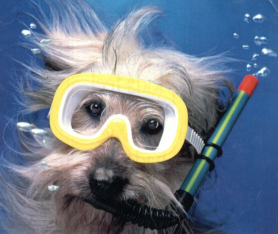 thumbnail of picture 5