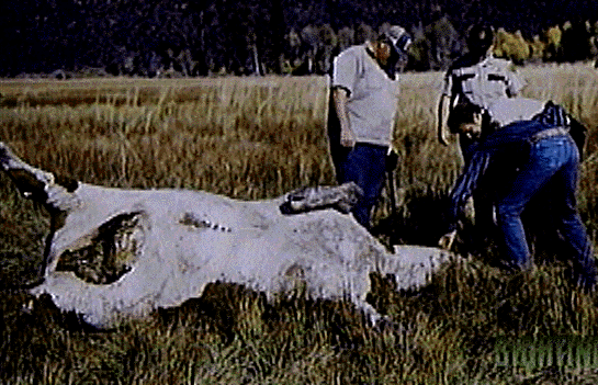 cow22.gif credit SIGHTINGS