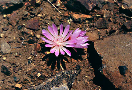 Ground Flower
