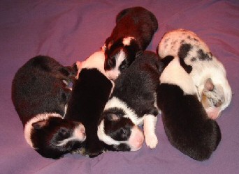 Jaz/Ketchum litter 6 days old