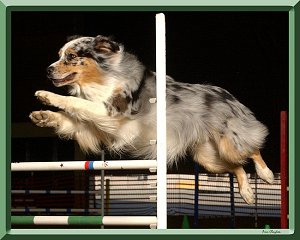 Banker is doing wonderfully at agility
