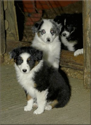 Banjo Martin and Fender