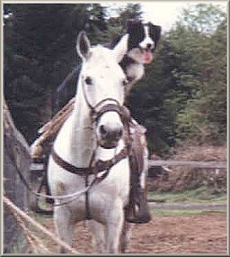 Bow riding owner Gordy Lawyer's horse
