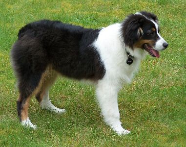 Cobber, formerly Levi