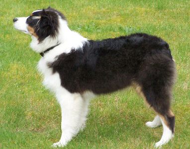 Cobber, formerly Levi