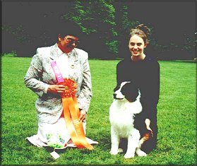 Donegal Christmas Dream Boy (Thad x Lorena) wins BOBP 5/13/01 under Judge Liz Gibson