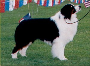 Donegal Christmas Dream Boy BOW 7/6/02