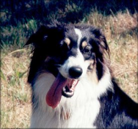 Donegal Christmas Cookie 'KayCee'