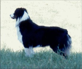 Donegal Christmas Cookie 'KayCee'