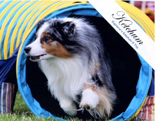 Supreme's Ketchum If You Can