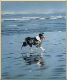 Levi running on the ocean beach