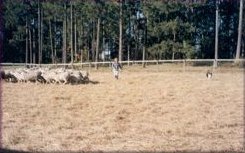 Lorena working sheep