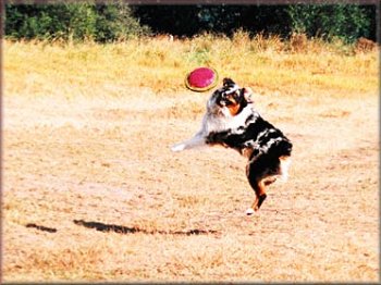 Pacho plays frisbee at Marymoor