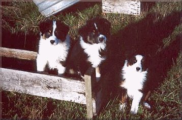 Left to Right: Jazmine, Fender and Banjo
