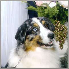 Donegal Christmas Aisling