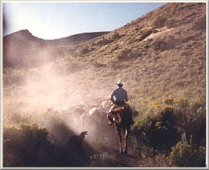 Rex and Misky moving cattle