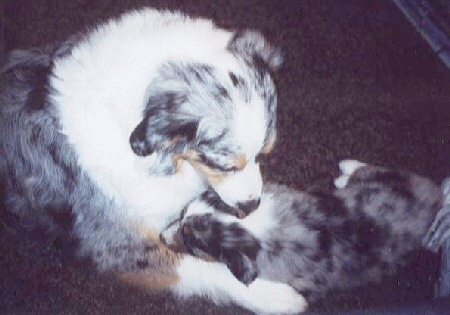 Star with Lorena's Angel