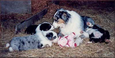 Star, very gentle with the puppies