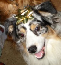 Toby at Christmas 2006