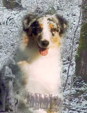 Winslows Double Trouble RTDs OTDd STDsc HTD1d