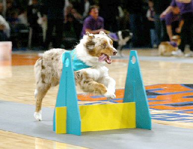 Tucker performing during NY Knicks game at Madison Square Gardens
