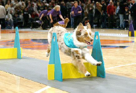 Tucker performing during NY Knicks game at Madison Square Gardens