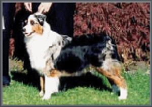 Donegals A Wink and A Kiss - Winners Bitch, Best Opposite Sex