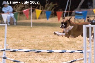 Laney doing agility