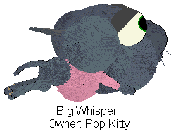 Attack of the Big Headed Cat