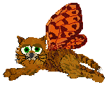 Butterfly Catz