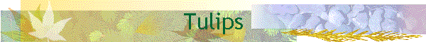 Tulips