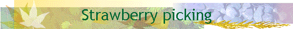 Strawberry picking
