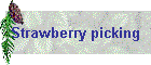 Strawberry picking