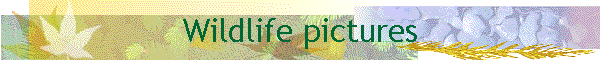 Wildlife pictures