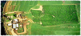 The Farm and Corn Maze
